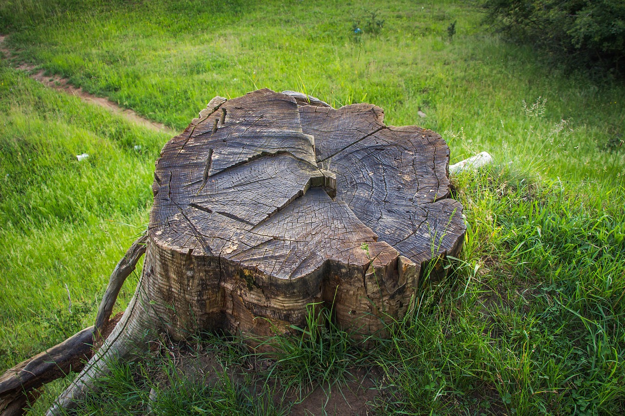 Down to Earth Stump Grinding and Tree Care - Stump grinding service