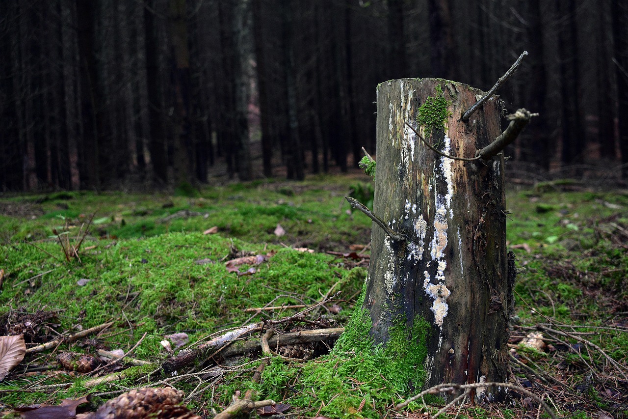 Stump Grinding in Urban Areas: Challenges and Solutions
