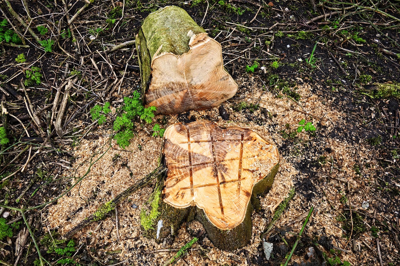 Swamp Rabbit Tree Co - Stump grinding service