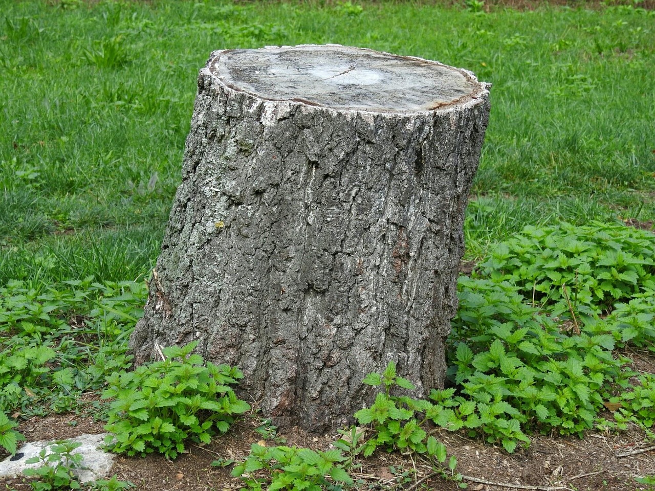 Upstate Stump Pros - Stump grinding service