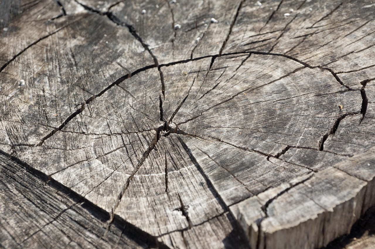 Common Mistakes to Avoid When Hiring Stump Grinders